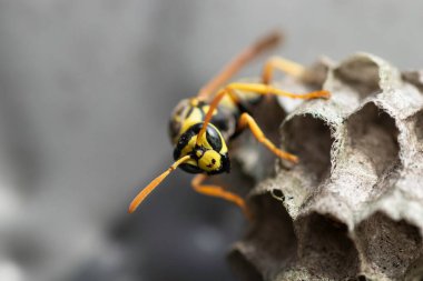 Eşek arısı ve evi metal bir kutunun içinde, küçük bir eşekarısı evi