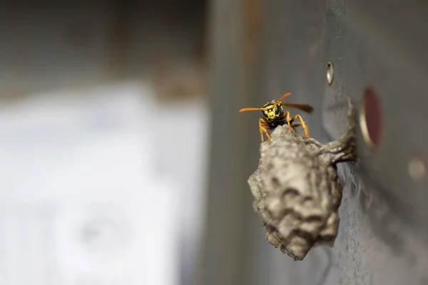 Wasp Her House Metal Box Small Wasp House — Stock Photo, Image