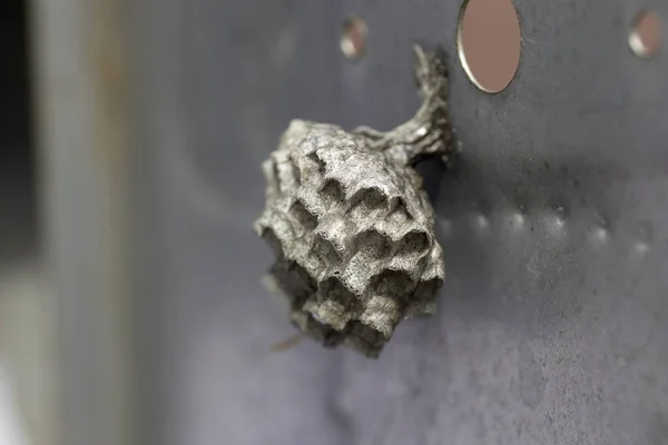 Wesp Haar Huis Een Metalen Doos Klein Wespenhuisje — Stockfoto