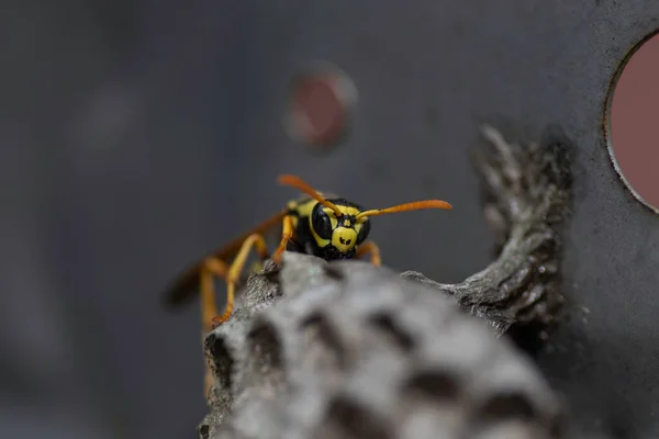 Wasp Her House Metal Box Small Wasp House — Stock Photo, Image