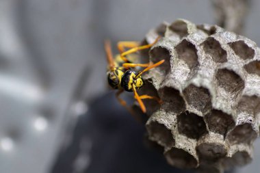 Eşek arısı ve evi metal bir kutunun içinde, küçük bir eşekarısı evi