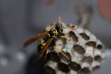 Eşek arısı ve evi metal bir kutunun içinde, küçük bir eşekarısı evi