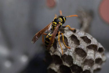 Eşek arısı ve evi metal bir kutunun içinde, küçük bir eşekarısı evi