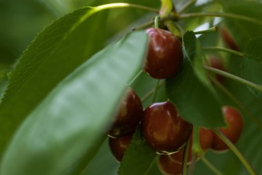 Güneşli bir günde, yeşil yapraklarla dallarda olgunlaşmamış kiraz kırmızısı...