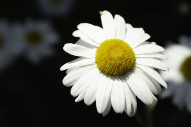 Sarı, orta, güneşli yaz çiçekli büyük beyaz papatya çayı