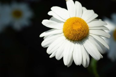 Sarı, orta, güneşli yaz çiçekli büyük beyaz papatya çayı