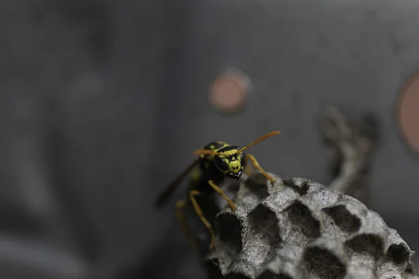 Geting Och Hennes Hus Metalllåda Litet Getinghus — Stockfoto