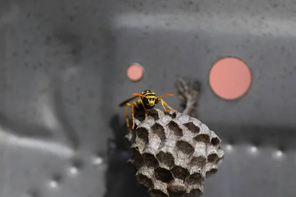 Wasp Her House Metal Box Small Wasp House — Stock Photo, Image