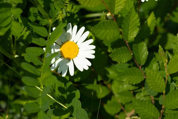 Wielki Biały Rumianek Żółtym Środku Słoneczny Letni Kwiat — Zdjęcie stockowe