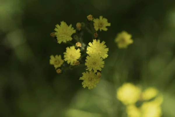 Άγρια Κίτρινα Λουλούδια Στον Αγρό Ξηρό Γρασίδι Γύρω Μια Ηλιόλουστη — Φωτογραφία Αρχείου