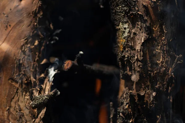 Heiße Baumstämme Feuer Lagerfeuer Und Verkohlte Baumstämme — Stockfoto