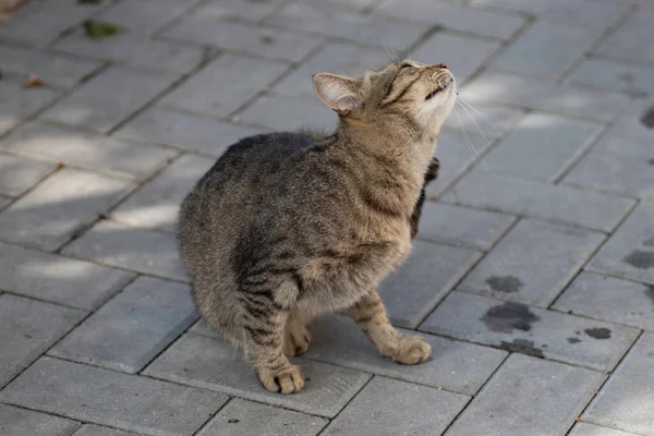 漂亮的胖胖的猫摆姿势 胖胖的家猫的肖像 叉子上的猫 — 图库照片