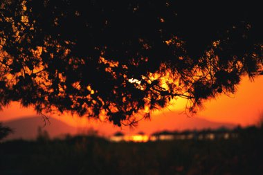 Vlore, Arnavutluk 17 Ağustos 2025: Büyük bir çam ağacının arkasında dramatik bir gün batımı, boş bir oyun parkının üzerine derin siluetler serpiştiriyor.