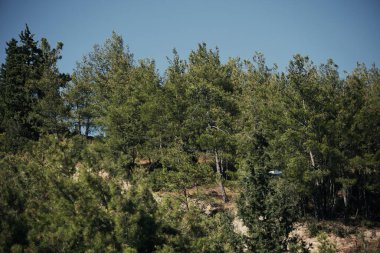 Bir dağ yamacını kaplayan yoğun yeşil orman Ağustos 2025 'te yoldan fotoğraflandı.