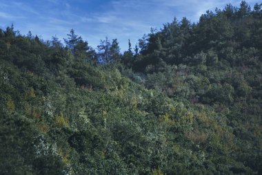 Bir dağ yamacını kaplayan yoğun yeşil orman Ağustos 2025 'te yoldan fotoğraflandı.