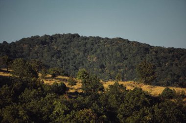 Bir dağ yamacını kaplayan yoğun yeşil orman Ağustos 2025 'te yoldan fotoğraflandı.