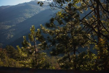 Sakin bir yaz gününde yol kenarından yakalanan katmanlı ağaç gövdeleri ve dallarıyla yoğun çam ormanları. Doğal orman atmosferi, Ağustos 2025.