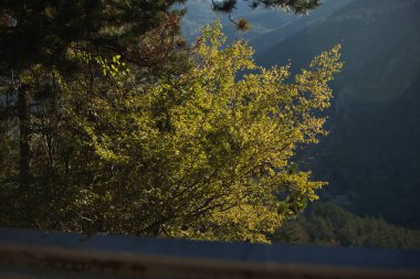 Sakin bir yaz gününde yol kenarından yakalanan katmanlı ağaç gövdeleri ve dallarıyla yoğun çam ormanları. Doğal orman atmosferi, Ağustos 2025.