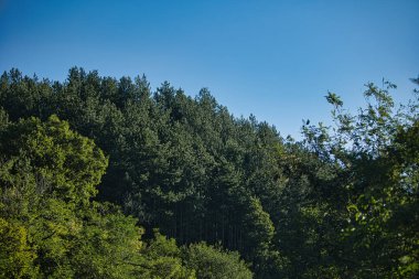 Bir dağ yamacını kaplayan yoğun yeşil orman Ağustos 2025 'te yoldan fotoğraflandı.