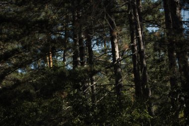 Sakin bir yaz gününde yol kenarından yakalanan katmanlı ağaç gövdeleri ve dallarıyla yoğun çam ormanları. Doğal orman atmosferi, Ağustos 2025.