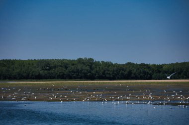 Suda dinlenen bir kuş sürüsüyle sakin bir nehrin üzerinde uçan martı ve arka planda yeşil bir orman kıyı şeridi, Ağustos 2025 'teki bir yaz yolculuğunda çekildi.,