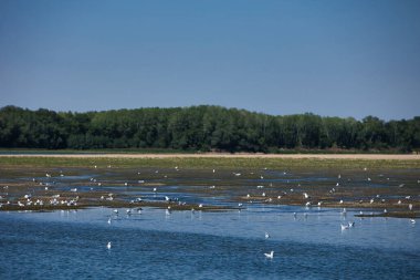 Suda dinlenen bir kuş sürüsüyle sakin bir nehrin üzerinde uçan martı ve arka planda yeşil bir orman kıyı şeridi, Ağustos 2025 'teki bir yaz yolculuğunda çekildi.,