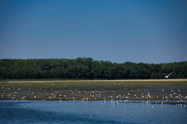 Suda dinlenen bir kuş sürüsüyle sakin bir nehrin üzerinde uçan martı ve arka planda yeşil bir orman kıyı şeridi, Ağustos 2025 'teki bir yaz yolculuğunda çekildi.,