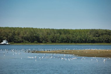 Suda dinlenen bir kuş sürüsüyle sakin bir nehrin üzerinde uçan martı ve arka planda yeşil bir orman kıyı şeridi, Ağustos 2025 'teki bir yaz yolculuğunda çekildi.,