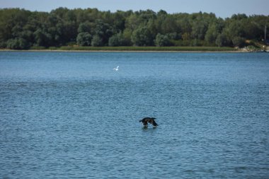 Seagull flying over a calm river with a flock of birds resting on the water and a green forest shoreline in the background, photographed during a summer road trip in August 2025,