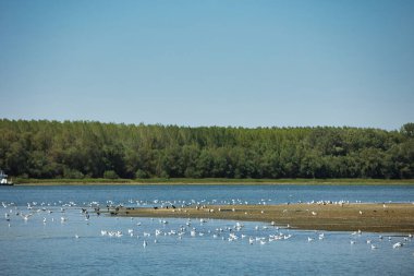 Suda dinlenen bir kuş sürüsüyle sakin bir nehrin üzerinde uçan martı ve arka planda yeşil bir orman kıyı şeridi, Ağustos 2025 'teki bir yaz yolculuğunda çekildi.,