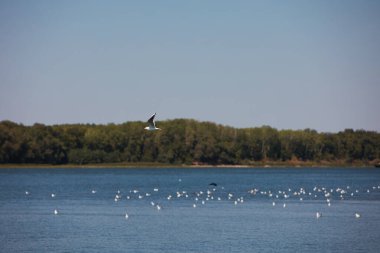 Suda dinlenen bir kuş sürüsüyle sakin bir nehrin üzerinde uçan martı ve arka planda yeşil bir orman kıyı şeridi, Ağustos 2025 'teki bir yaz yolculuğunda çekildi.,