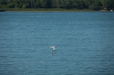 Suda dinlenen bir kuş sürüsüyle sakin bir nehrin üzerinde uçan martı ve arka planda yeşil bir orman kıyı şeridi, Ağustos 2025 'teki bir yaz yolculuğunda çekildi.,