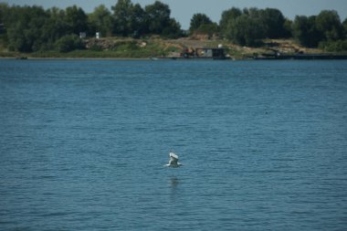 Suda dinlenen bir kuş sürüsüyle sakin bir nehrin üzerinde uçan martı ve arka planda yeşil bir orman kıyı şeridi, Ağustos 2025 'teki bir yaz yolculuğunda çekildi.,