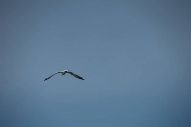 Ağustos 2025 'te açık mavi gökyüzünde tek başına uçan martı yaz yolculuğunda yakalanmış ve özgürlük, sükunet ve minimalist doğa yolculuğunu simgeliyor..