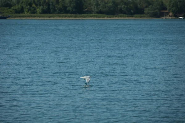 Suda dinlenen bir kuş sürüsüyle sakin bir nehrin üzerinde uçan martı ve arka planda yeşil bir orman kıyı şeridi, Ağustos 2025 'teki bir yaz yolculuğunda çekildi.,