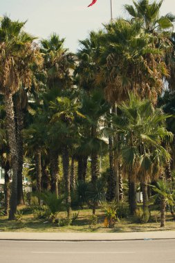 Arnavutluk 'un kıyı kenti Vlora' da 18 Ağustos 2025 'te sık palmiye ağaçlarıyla yemyeşil bir bölge ele geçirildi. Sahne, Akdeniz ve sıcak güneş ışığıyla yıkanmış egzotik bitkilerin canlı bir karışımını sergiliyor..