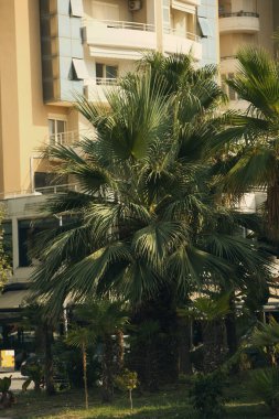 Arnavutluk 'un kıyı kenti Vlora' da 18 Ağustos 2025 'te sık palmiye ağaçlarıyla yemyeşil bir bölge ele geçirildi. Sahne, Akdeniz ve sıcak güneş ışığıyla yıkanmış egzotik bitkilerin canlı bir karışımını sergiliyor..