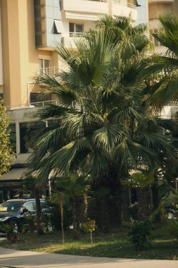 Arnavutluk 'un kıyı kenti Vlora' da 18 Ağustos 2025 'te sık palmiye ağaçlarıyla yemyeşil bir bölge ele geçirildi. Sahne, Akdeniz ve sıcak güneş ışığıyla yıkanmış egzotik bitkilerin canlı bir karışımını sergiliyor..