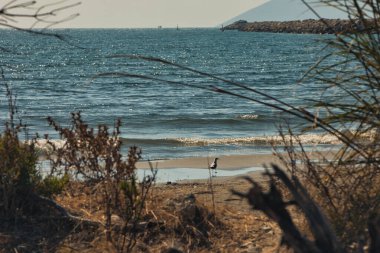 Arnavutluk 'un Vlora kentindeki uzak dağların oluşturduğu sakin bir kumsal boyunca sürüklenen ağaçlar ve kıyı bitkileri 19 Ağustos 2025' te fotoğraflandı..
