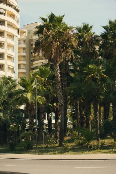 Arnavutluk 'un kıyı kenti Vlora' da 18 Ağustos 2025 'te sık palmiye ağaçlarıyla yemyeşil bir bölge ele geçirildi. Sahne, Akdeniz ve sıcak güneş ışığıyla yıkanmış egzotik bitkilerin canlı bir karışımını sergiliyor..