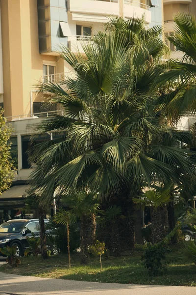 Arnavutluk 'un kıyı kenti Vlora' da 18 Ağustos 2025 'te sık palmiye ağaçlarıyla yemyeşil bir bölge ele geçirildi. Sahne, Akdeniz ve sıcak güneş ışığıyla yıkanmış egzotik bitkilerin canlı bir karışımını sergiliyor..