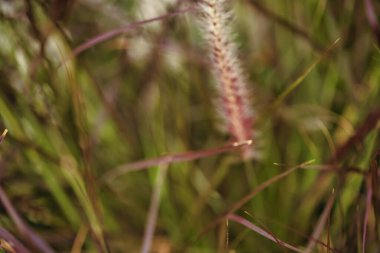 Bitkilerin Macro fotoğrafları, Ağustos 2025. Vlora, Arnavutluk