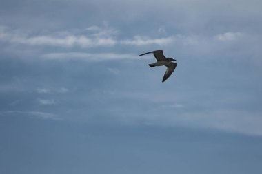 Arnavutluk 'un Vlora kentinde Ağustos 2025' te yakalanan bir martı açık mavi gökyüzünde zarafetle süzülüyor. Minimalist sahne, uçuşun ortasında özgürlüğün, sakinliğin ve vahşi hayatın güzelliğinin altını çiziyor..