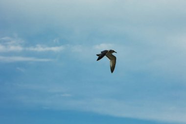 Arnavutluk 'un Vlora kentinde Ağustos 2025' te yakalanan bir martı açık mavi gökyüzünde zarafetle süzülüyor. Minimalist sahne, uçuşun ortasında özgürlüğün, sakinliğin ve vahşi hayatın güzelliğinin altını çiziyor..