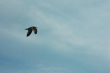 Arnavutluk 'un Vlora kentinde Ağustos 2025' te yakalanan bir martı açık mavi gökyüzünde zarafetle süzülüyor. Minimalist sahne, uçuşun ortasında özgürlüğün, sakinliğin ve vahşi hayatın güzelliğinin altını çiziyor..