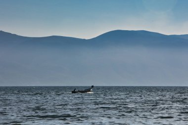 Arnavutluk 'un Vlora kentinde Ağustos 2025' te yakalanan sisli dağ siluetlerine karşı kıyıya yumuşak dalgalar vuruyor. Yumuşak ışık ve doğal dokularla sakin bir sahil manzarası..