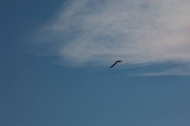 Arnavutluk 'un Vlora kentinde Ağustos 2025' te yakalanan bir martı açık mavi gökyüzünde zarafetle süzülüyor. Minimalist sahne, uçuşun ortasında özgürlüğün, sakinliğin ve vahşi hayatın güzelliğinin altını çiziyor..