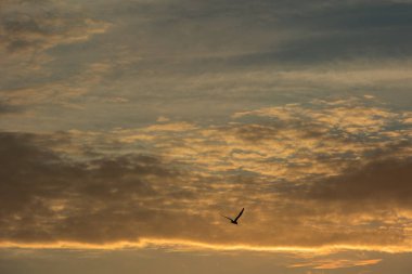 24 Ağustos 2025 'te Arnavutluk' un Vlora kenti üzerinde yumuşak altın gün batımı bulutları, huzur dolu minimalist bir sahnede tek başına gökyüzünde süzülen bir kuş..