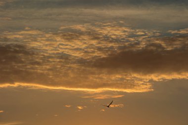 24 Ağustos 2025 'te Arnavutluk' un Vlora kenti üzerinde yumuşak altın gün batımı bulutları, huzur dolu minimalist bir sahnede tek başına gökyüzünde süzülen bir kuş..