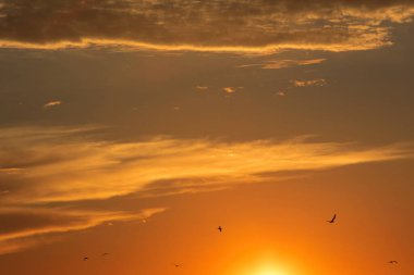 24 Ağustos 2025 'te Arnavutluk' un Vlora kenti üzerinde yumuşak altın gün batımı bulutları, huzur dolu minimalist bir sahnede tek başına gökyüzünde süzülen bir kuş..